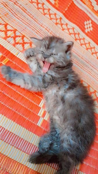 pure Persian grey kitten 4
