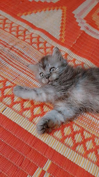 pure Persian grey kitten 5
