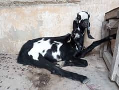 Faisalabadi beetal female goat 
Age 13 months 
2 dant