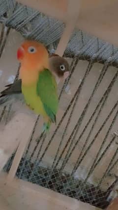 sale sale sale 1 payer with 1 parrot free 0