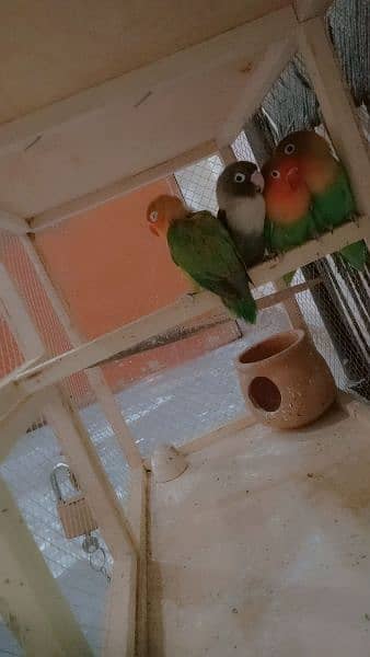 sale sale sale 1 payer with 1 parrot free 1