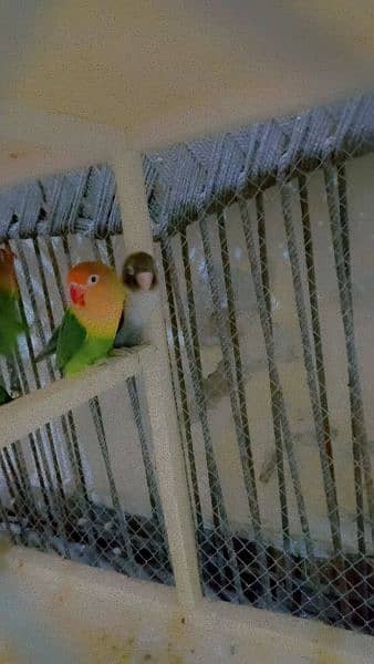 sale sale sale 1 payer with 1 parrot free 3