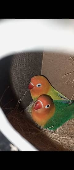 love birds