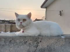 male cat is available for sale