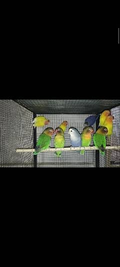 lovebirds breeder pc available 1200 per
