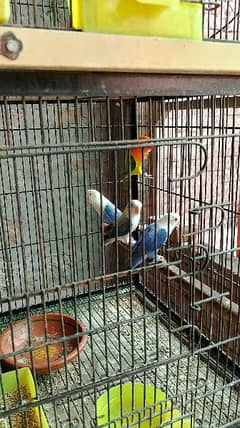 Lovebirds pair 0