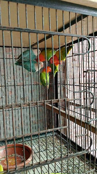 Lovebirds pair 2