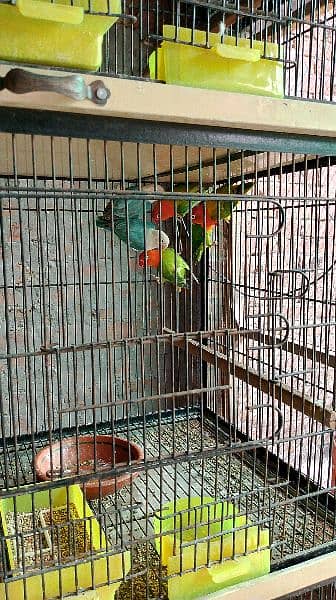 Lovebirds pair 3