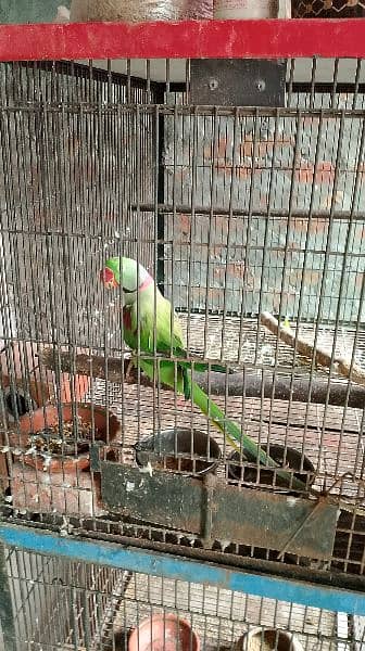 Lovebirds pair 5