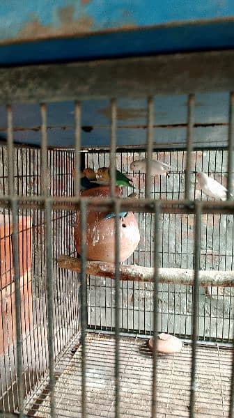 Lovebirds pair 8