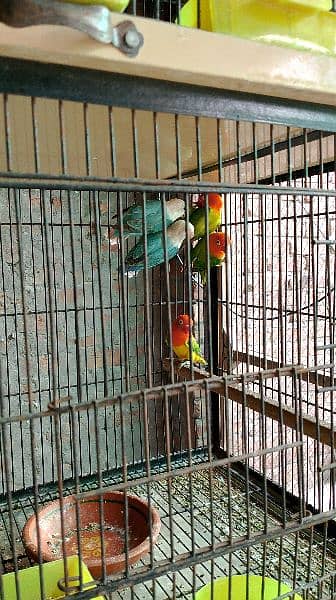 Lovebirds pair 15