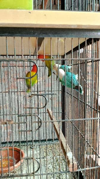 Lovebirds pair 16