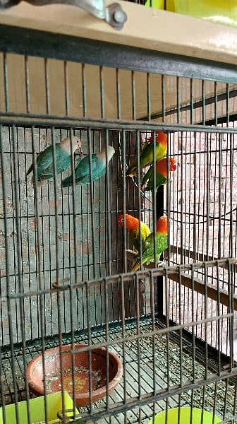 Lovebirds pair 17