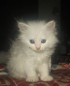 Persian cat 5 kitten