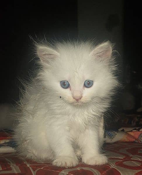 Persian cat 5 kitten 0