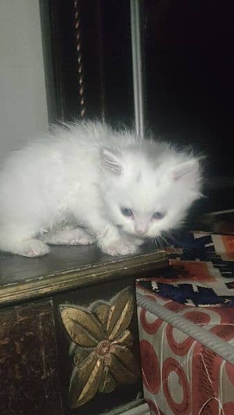 Persian cat 5 kitten 1