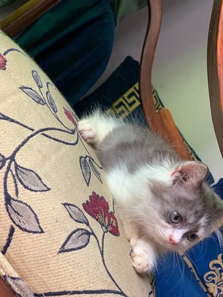 Persian triple coated kittens ragdoll breed 1