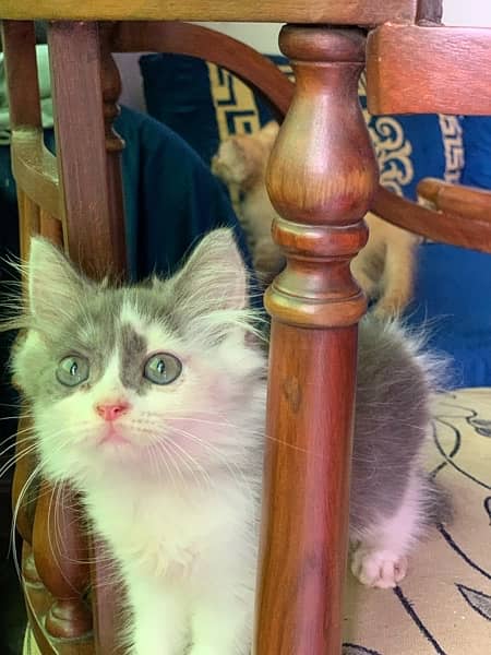 Persian triple coated kittens ragdoll breed 5