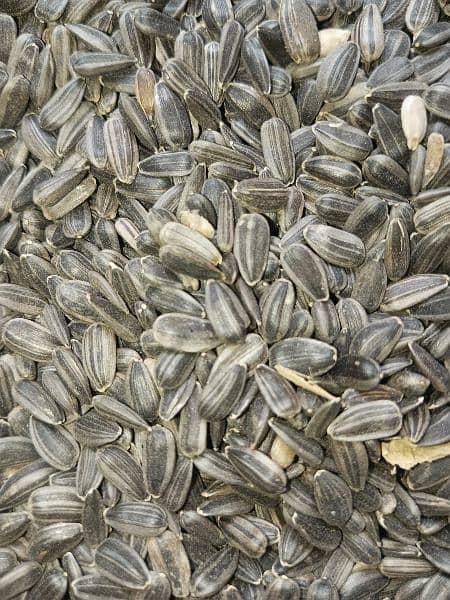 Suraj Makhee Seeds 250 Rupees per Kg 0