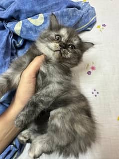 grey persian kittens