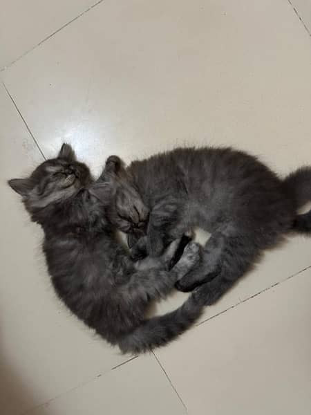grey persian kittens 2