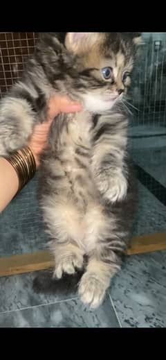 tabby Persian kitten in punch face male female available