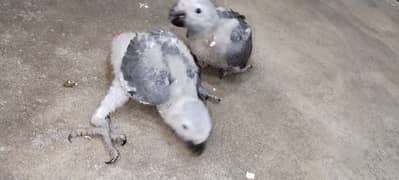 African congo Grey Parrots chicks