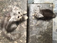 Siberian Kitten Adoreable Pair (2 Months)