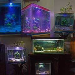 fishies available for sell