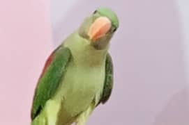 parrot |Raw parrot |green parrot |parrot for sale