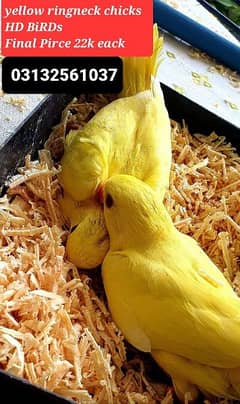 Yellow Ringneck Chick's, Nd Blue laceWinG