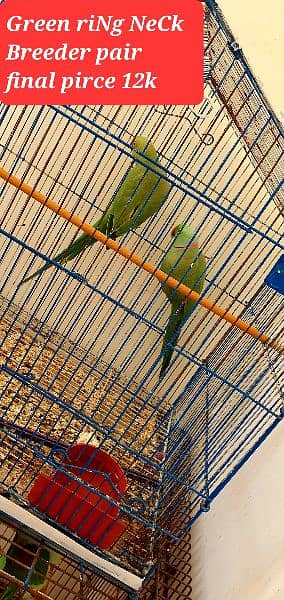 Yellow Ringneck Chick's, Nd Blue laceWinG 3