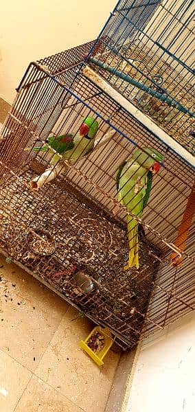 Yellow Ringneck Chick's, Nd Blue laceWinG 4