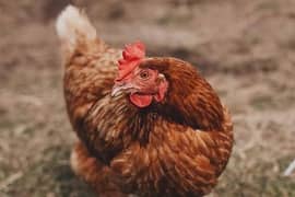 lohman Brown /golden misri / breeder pairs / Hens for sale
