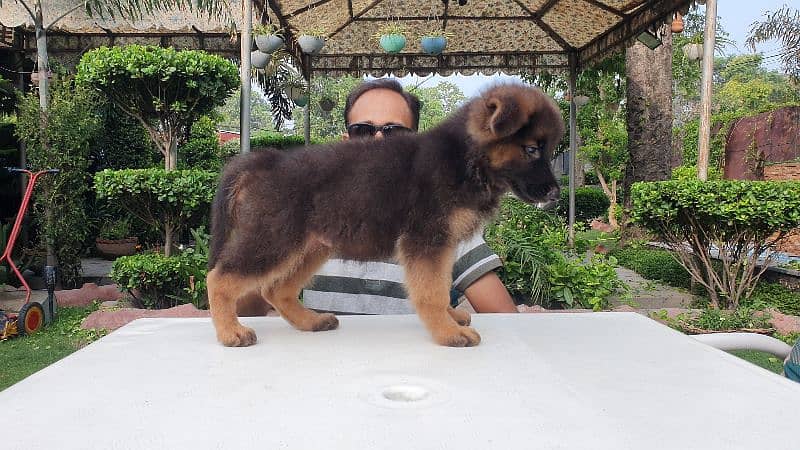 German Shepherd Long Stock Hair Puppies Available 4