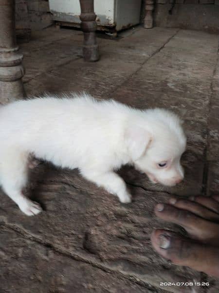 female puppy 2