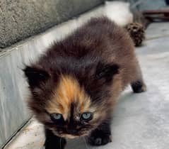triple coat persian kitten for sale