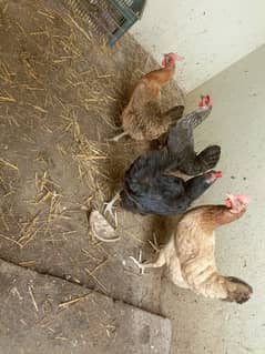 4 Desi Hens for Sale