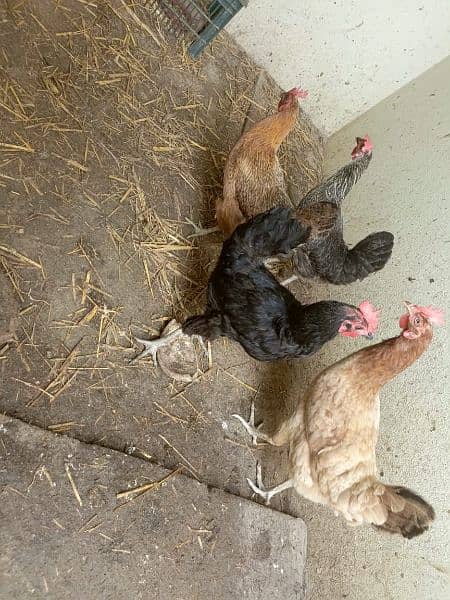 4 Desi Hens for Sale 2