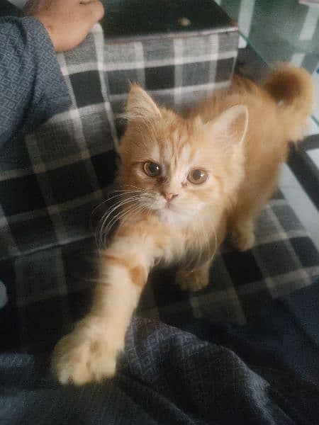 4 month old persian kitten 0