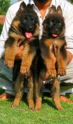 German shepherd  proper long coat puppies
