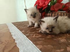 kitten pair for sale