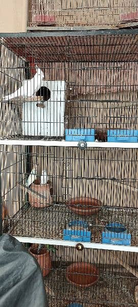 4th Flor Iron Cage For birds with 4 Pair parrots 2
