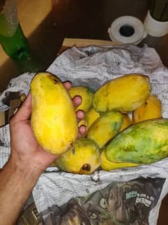 Chonsa, sindheri, anwar latoor mango