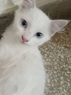 2 semi persian white kittens for sale