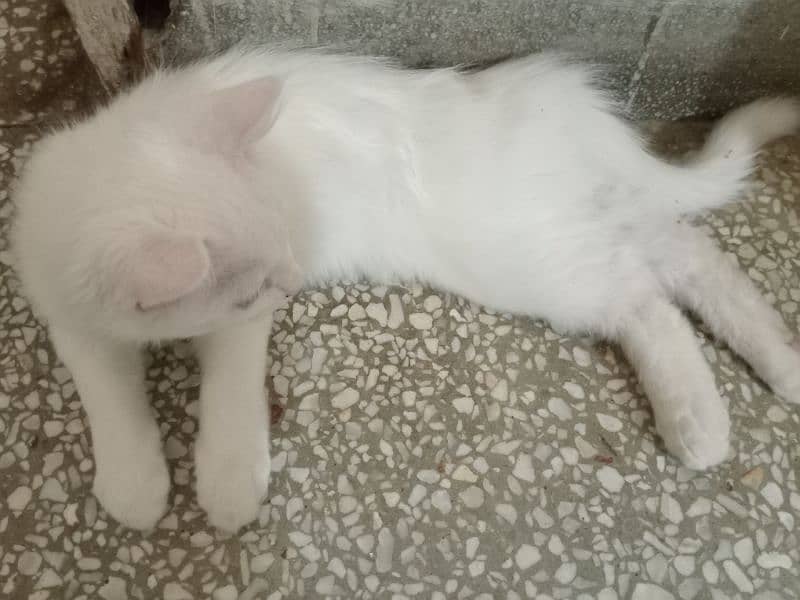 2 semi persian white kittens for sale 1