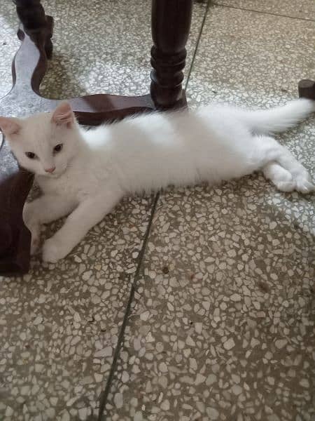 2 semi persian white kittens for sale 2