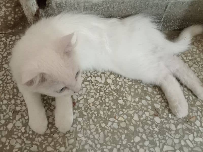 2 semi persian white kittens for sale 3