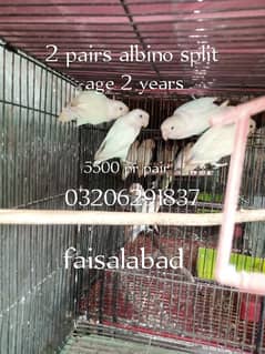 albino parblue love birds 0
