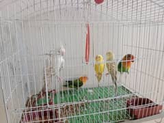 1 shahtaj 2 pair love bird 1green